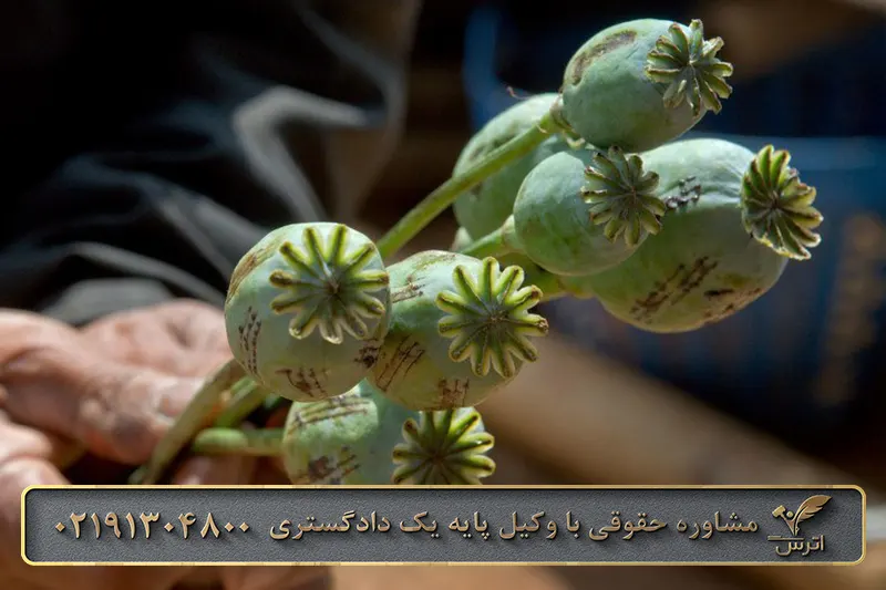 جرم مواد مخدر تریاک